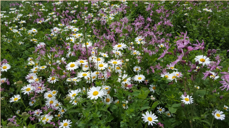 „Łąki kwietne” dr hab. prof. UR Łukasz Łuczaj