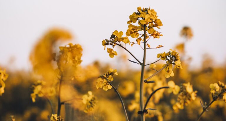 „Prawdy i mity na temat rzepaku” prof. hab. dr Iwona Bartkowiak-Broda